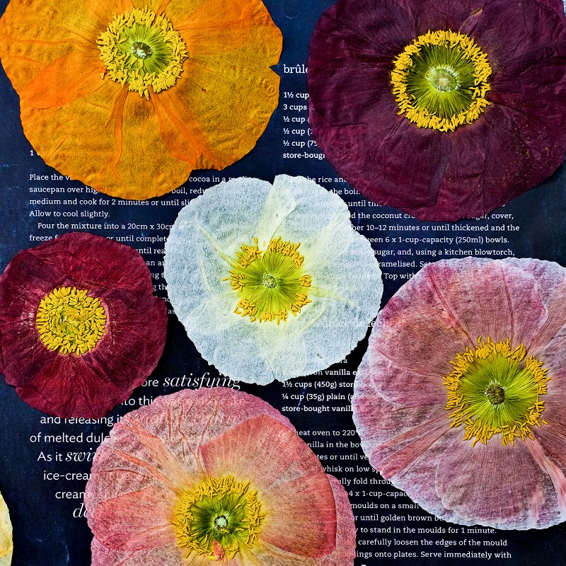 1pcs,Nature Field Poppy Presse - огляд і ціна Resin Art Mold