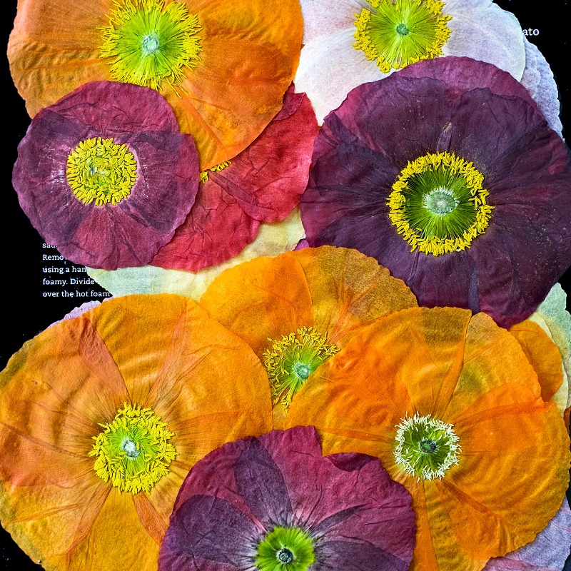 1pcs,Nature Field Poppy Presse - огляд і ціна Resin Art Mold